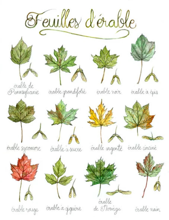 feuilles-d_érable